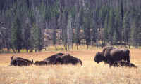 05 bison.jpg (55256 bytes)